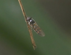 Austrosyrphus