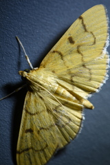 Patania chlorophanta