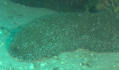 Astichopus multifidus