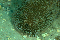 Astichopus multifidus