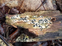 Rosellinia subiculata