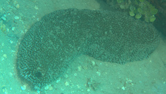 Astichopus multifidus