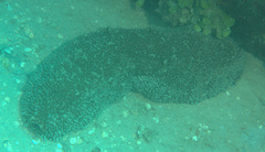 Astichopus multifidus