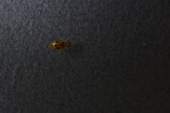 Psammoecus triguttatus