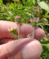 Hysterionica resinosa