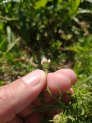 Hysterionica resinosa