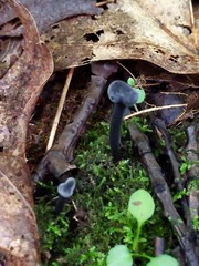 Hypomyces papulasporae