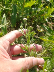 Hysterionica resinosa
