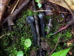 Hypomyces papulasporae