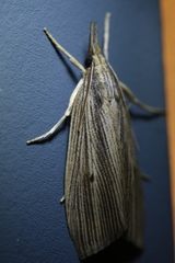 Chilo sacchariphagus