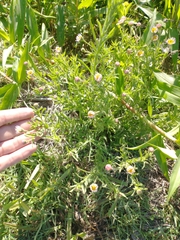 Hysterionica resinosa