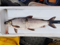 Coregonus clupeaformis