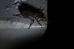 Harpalus ussuriensis