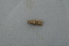 Euzophera batangensis