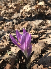 Colchicum bulbocodium