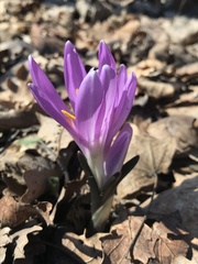 Colchicum bulbocodium