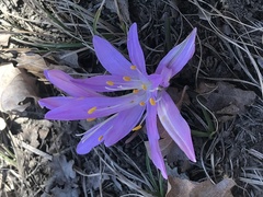 Colchicum bulbocodium