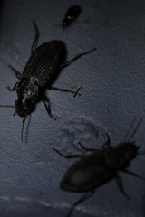 Harpalus ussuriensis