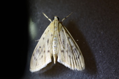 Tabidia strigiferalis