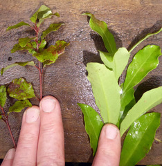 Alseuosmia banksii banksii