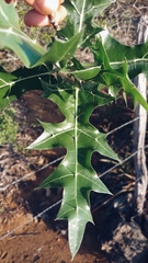 Cnidoscolus quercifolius