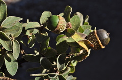 Quercus striatula