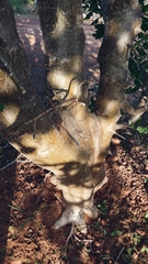 Cnidoscolus quercifolius