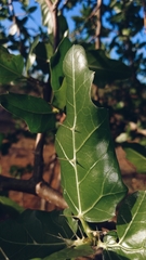 Cnidoscolus quercifolius