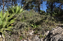 Quercus striatula