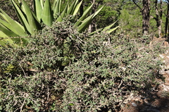 Quercus striatula