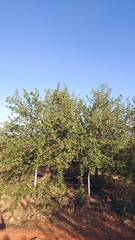 Cnidoscolus quercifolius