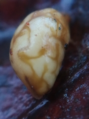 Cynips agama