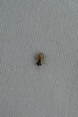 Geocoris pallidipennis