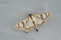 Glyphodes quadrimaculalis