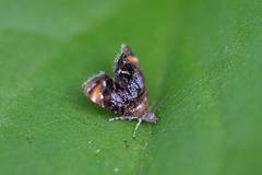Prochoreutis inflatella