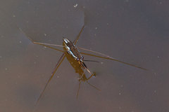 Limnogonoides