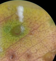 Epichrysocharis burwelli