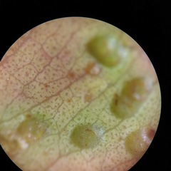 Epichrysocharis burwelli