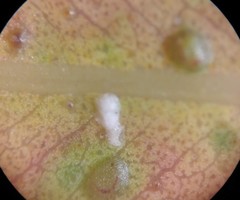 Epichrysocharis burwelli