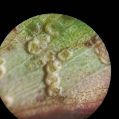 Epichrysocharis burwelli