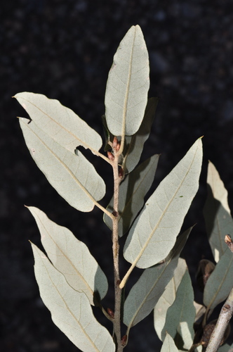 Quercus saltillensis