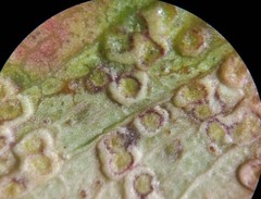 Epichrysocharis burwelli