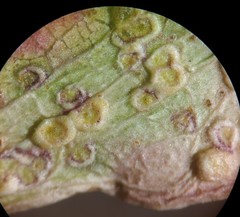 Epichrysocharis burwelli