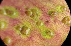 Epichrysocharis burwelli