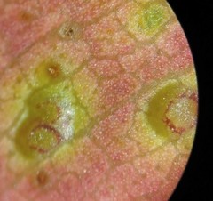 Epichrysocharis burwelli