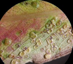 Epichrysocharis burwelli