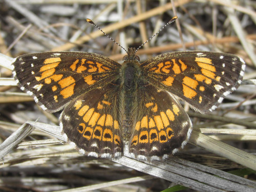 Gorgone Checkerspot