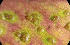 Epichrysocharis burwelli