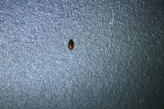 Curelius japonicus