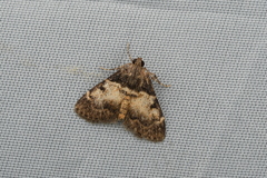 Lepidogma melanobasis